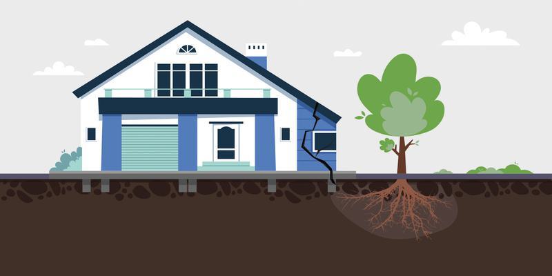 Wpływ korzeni drzew na osiadanie fundamentu